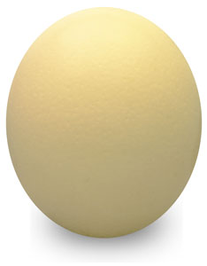 Ostrich Eggshell Grade B Large