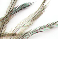 Emu Feathers