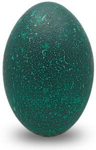 Emu Eggshell Special